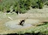 Bull Elk Jumping.jpg