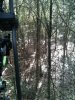 Treestand view.jpg