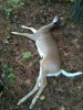 Deer.jpg