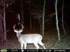 game cam 509.jpg