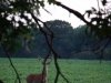 deer14.JPG