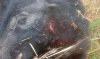 IMG_20170422_210312_01.jpg