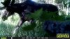 Bull moose1.JPG