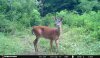 Old Doe.JPG