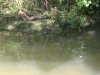 Water Moccasin.jpg
