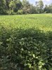 IMG_1706.JPG