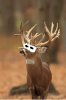 deer2.jpg