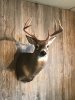 2016 MA 8 Pt Mount 3.JPG