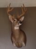 2014 CT Velvet mount.JPG