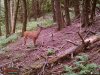 2017 lower bedding trail 009.JPG