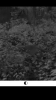 Trail cam pic 1.png