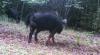 big boar.png