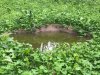 waterhole:clover.jpg