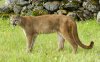 mountain-lion-full-598.jpg