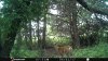 West Spot Buck 2.JPG