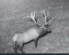 elk.png