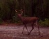close up of 9 point.jpg