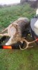 D 1st buck 2017 4.jpg