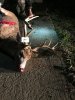 Bob the buck died Nov 8 2017 2.jpg