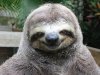 sloth-eating-grin.jpg