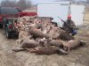 pile-o-deer.jpg