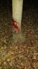bloodtrailtree.jpg