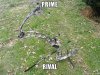prime-rival.jpg