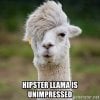 hipster-llama-is-unimpressed.jpg