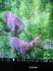 Image1531155238.424615.jpg
