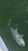 CC66D409-D310-4B5F-A536-761F305AAEC6.png