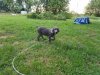 new pup.jpg