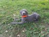 New pup2.jpg