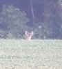 20180802_195326.jpg