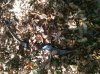 Hoyt Bow.jpg