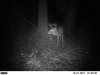 deer 071.jpg