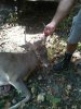 my first deer bow kill 004.jpg