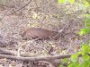 dead deer.jpg