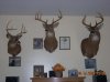 Deer  Trophies.jpg