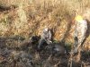 Hunting 2011 003.jpg