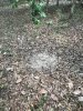 scrape.jpg