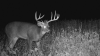 Buck #1.PNG