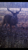 Buck #2.PNG