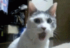 539.gif.2f768652c618a72578eb6f6d1d60b022.gif