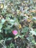 Image1538861259.255276.jpg