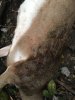 Image1538865692.491789.jpg