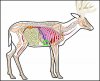 deer-shot.jpg