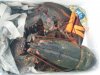 lobster.jpg