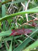 BDA70CB5-5D3C-4D84-906E-76570676C416.jpeg