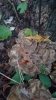 20181017_180323.jpeg