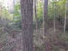 IMG_20181019_074051554.jpeg